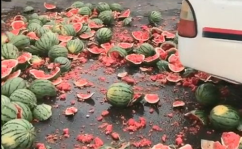 河北花店老板娘吃瓜网,吃瓜网背后的温馨故事