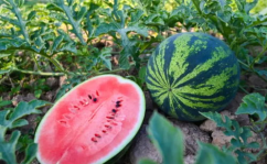 河南搞笑网红吃瓜,笑料百出，带你领略网络幽默魅力