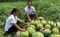 盘锦网红吃瓜事件,一场网络狂欢背后的真相揭秘
