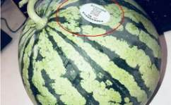 那些吃瓜的网红,揭秘网络红人的八卦世界