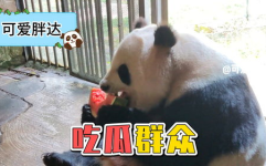 熊猫duck吃瓜黑料,吃瓜黑料背后的真相与反思
