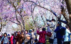天津红桥区：运河春晓 桃花似锦绿帽社网站入口