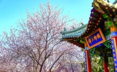 天津红桥区：运河春晓 桃花似锦绿帽社网站入口