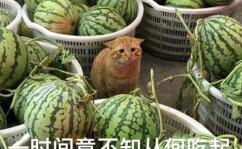 网爆吃瓜,揭秘娱乐圈最新热点事件
